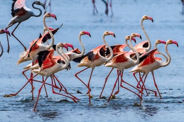 Pulicat Bird Sanctuary, Sri Potti Sriramulu Nellore, Andhra Pradesh - Vushii.com